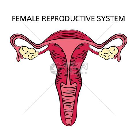 女人形|女性生殖系統